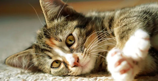 Things-To-Think-About-Before-Declawing-Your-Cat WoofMeowProps.com
