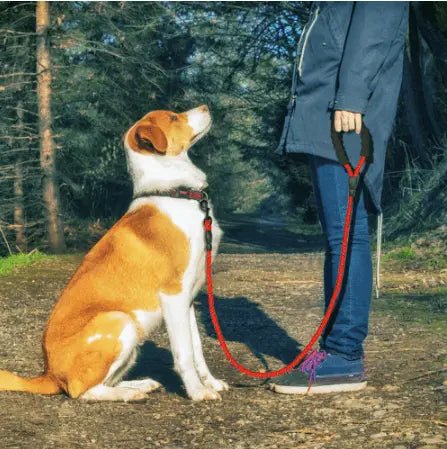Reflective Nylon Pet Dog Leash Rope